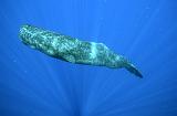 GWD Bouillante cachalot 26 avril 2014_058